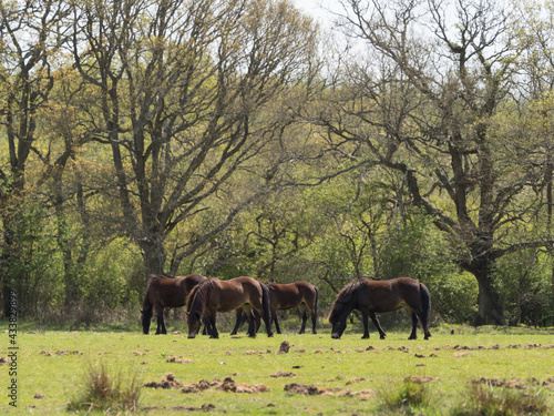 A group of Exmoor ponies graze on grass in front of woodland in a natural setting.Endangered species