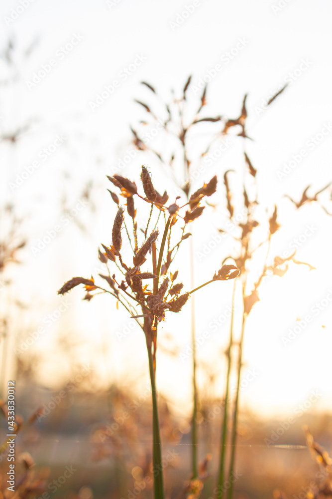 Obraz premium sunset in the forest