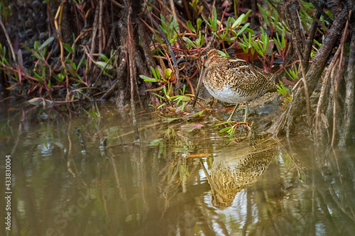 Fototapeta Wilson's Snipe standing at edge of marsh with reflection
