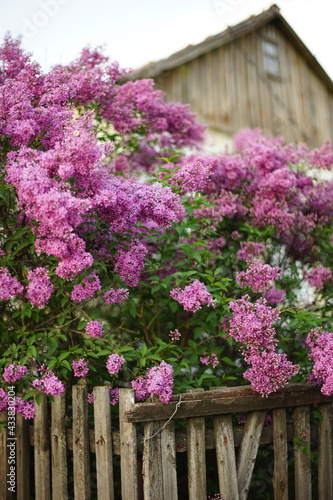 Lilac bush behind an old picket fence. Rural house in blurred background