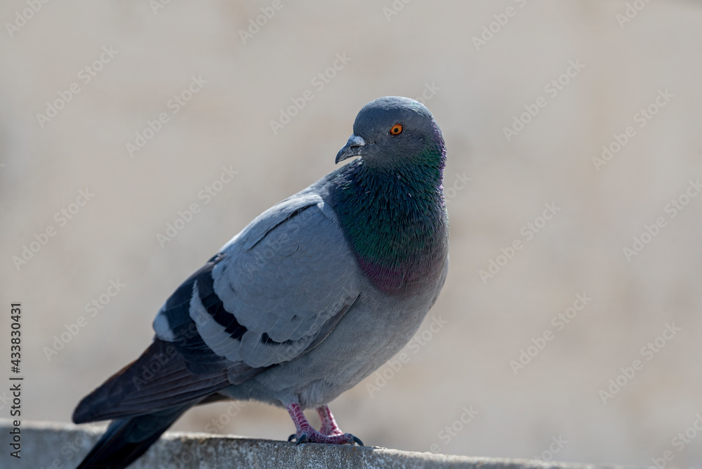 Fototapeta premium Rock Dove. The rock dove, rock pigeon, or common pigeon is a member of the bird family Columbidae. In common usage, this bird is often simply referred to as the 
