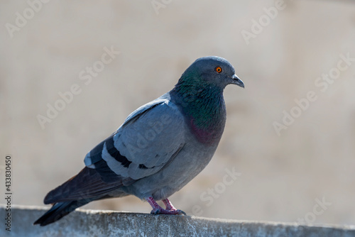 Rock Dove.
The rock dove, rock pigeon, or common pigeon is a member of the bird family Columbidae. In common usage, this bird is often simply referred to as the 