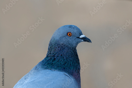 Rock Dove. The rock dove, rock pigeon, or common pigeon is a member of the bird family Columbidae. In common usage, this bird is often simply referred to as the "pigeon". 