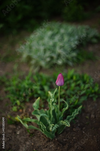 One pink tulip flower growing in spring garden.