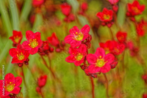 macro shot of red stone crusher flowers