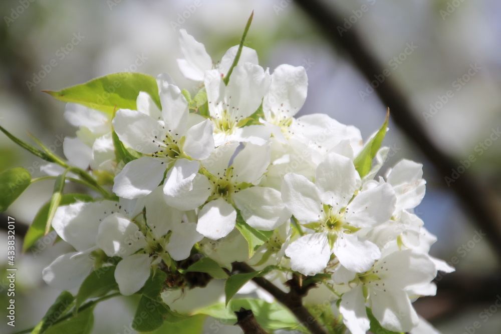Spring Blooms, U of A Botanic Gardens, Devon, Alberta