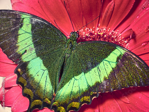 Macro photo of butterfly on a red flower. Wings looks like emeralds.