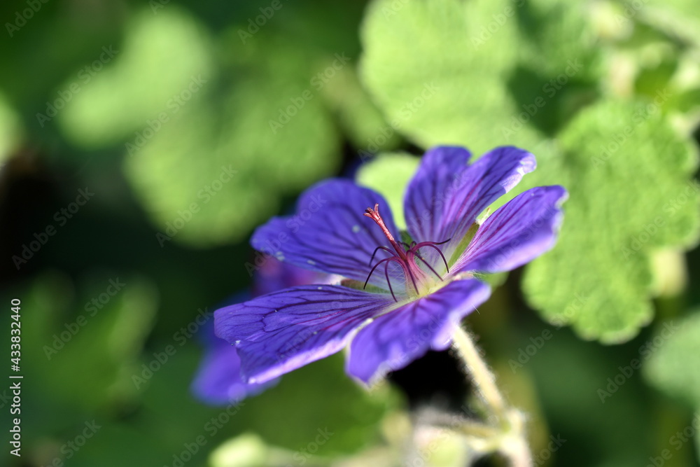 Blaue Blüte eines Storchenschnabels Blaue Blüte eines Storchenschnabels