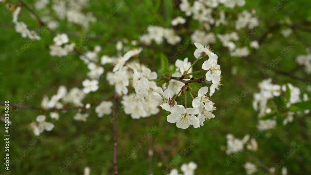 Cherry blossom tree in spring. Wind movement. High quality 4k footage Cherry blossom tree in spring. Wind movement. High quality 4k footage