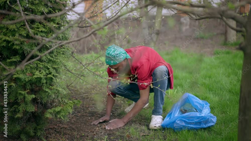 Young focused man gathering dry fallen yellow leaves in garden outdoors. Wide shot of concentrated African American gardener collecting trash in garbage bag at backyard Young focused man gathering dry fallen yellow leaves in garden outdoors. Wide shot of concentrated African American gardener collecting trash in garbage bag at backyard