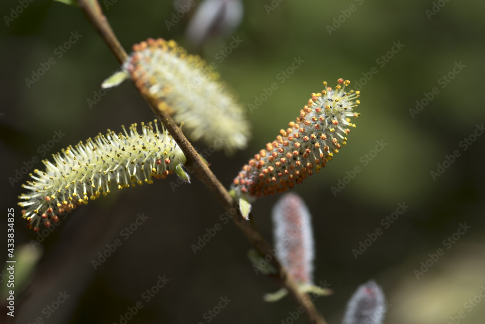 Fototapeta premium alcune belle gemme in periodo primaverile con i primi insetti che le impollinano