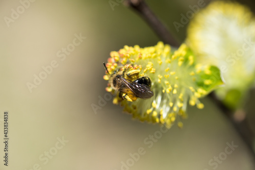 alcune belle gemme in periodo primaverile con i primi insetti che le impollinano photo