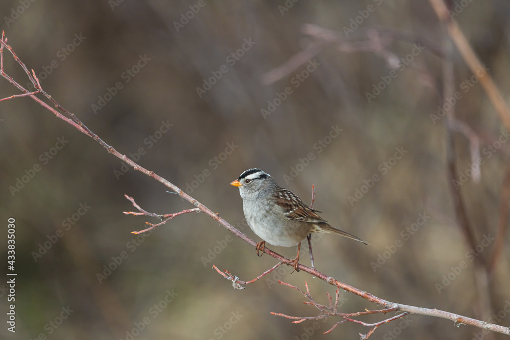 A small grey, brown adn white Chickadee bird seen in the boreal forest of northern Canada during springtime. Standing on branches in tree. A small grey, brown adn white Chickadee bird seen in the boreal forest of northern Canada during springtime. Standing on branches in tree.
