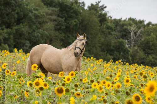 Pferd im Sonnenblumenfeld © elli0013