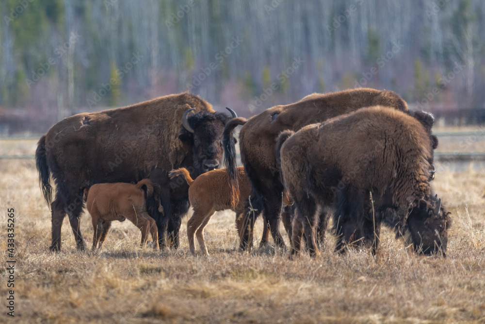 Small herd of wild bison standing in field, pasture of northern Canada. Adults along with young calf, calves in natural environment. Small herd of wild bison standing in field, pasture of northern Canada. Adults along with young calf, calves in natural environment.