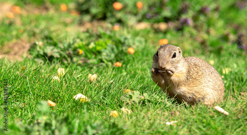 Close up ground squirrel on the meadow. Beautiful view. Cute animal. 