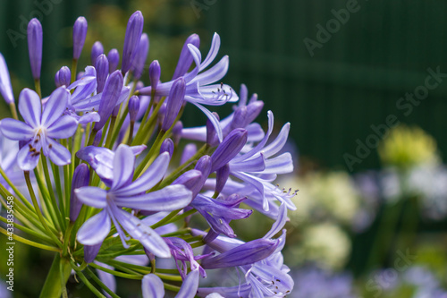 Agapanthus lily flower