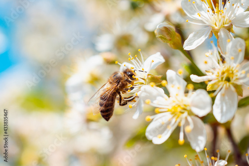 Bee on cherry blossoms in spring.