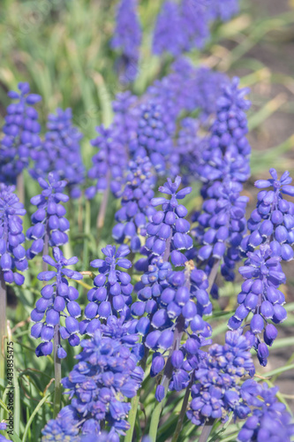 Blue bells muscari flowers close up. A group of grape hyacinths  Muscari armeniacum  with selective focus on a flowerbed in early spring. Delicate spring garden flowers. Landscaping.