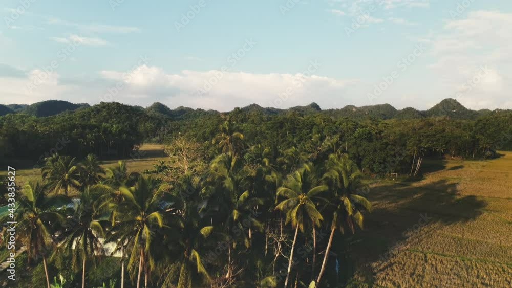 House at terraced rice fields on lake shore aerial view. Green jungle at mounts. Paddy meadow at tropic forest. Palm trees at tropical countryside. Rural nature landscape. Bohol, Philippines, Asia House at terraced rice fields on lake shore aerial view. Green jungle at mounts. Paddy meadow at tropic forest. Palm trees at tropical countryside. Rural nature landscape. Bohol, Philippines, Asia