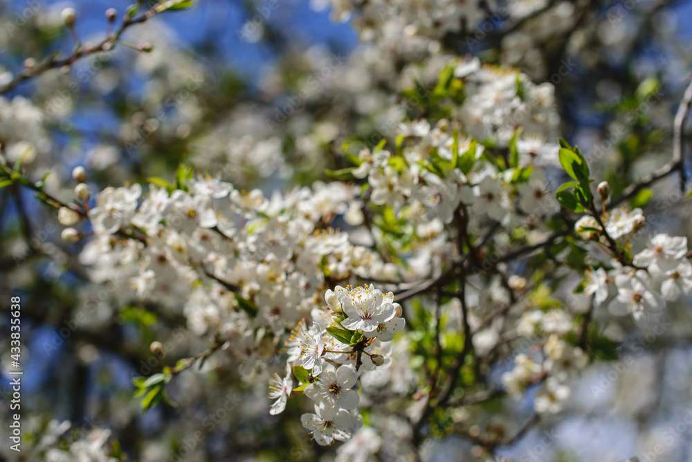 Branches of blossoming white cherry in May Branches of blossoming white cherry in May