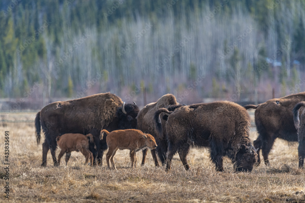 Small herd of wild bison standing in field, pasture of northern Canada. Adults along with young calf, calves in natural environment. Small herd of wild bison standing in field, pasture of northern Canada. Adults along with young calf, calves in natural environment.
