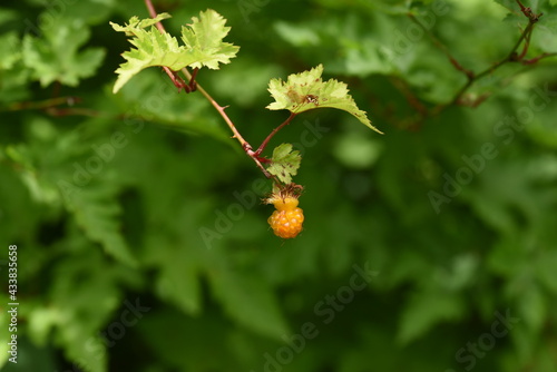 Japanese wild raspberry. Rosaceae deciduous shrub.