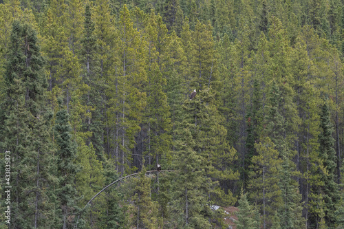 A single bald eagle perched camoflauged in spruce tree while in the boreal forest of northern Canada.  photo