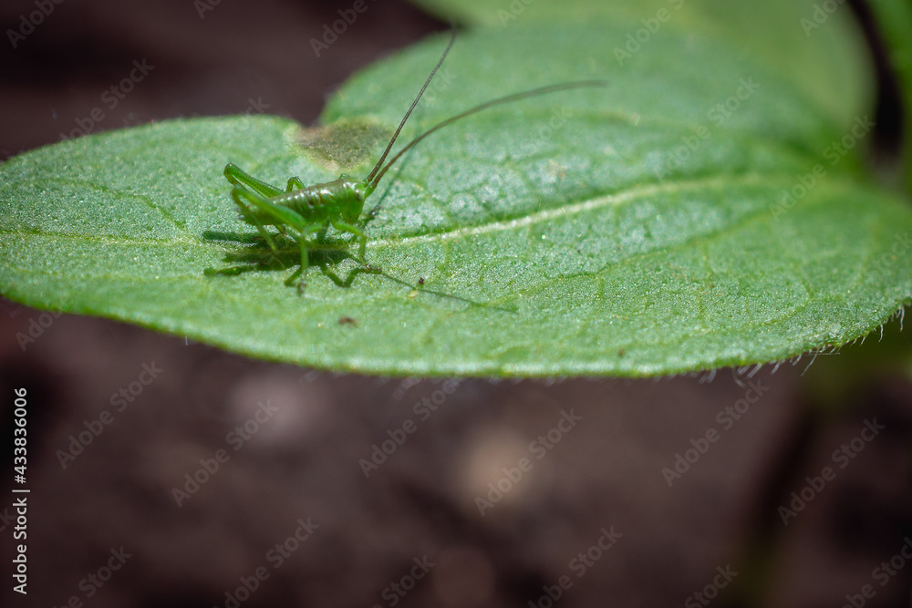 Small grasshopper on a green leaf of a tree. Small grasshopper on a green leaf of a tree.