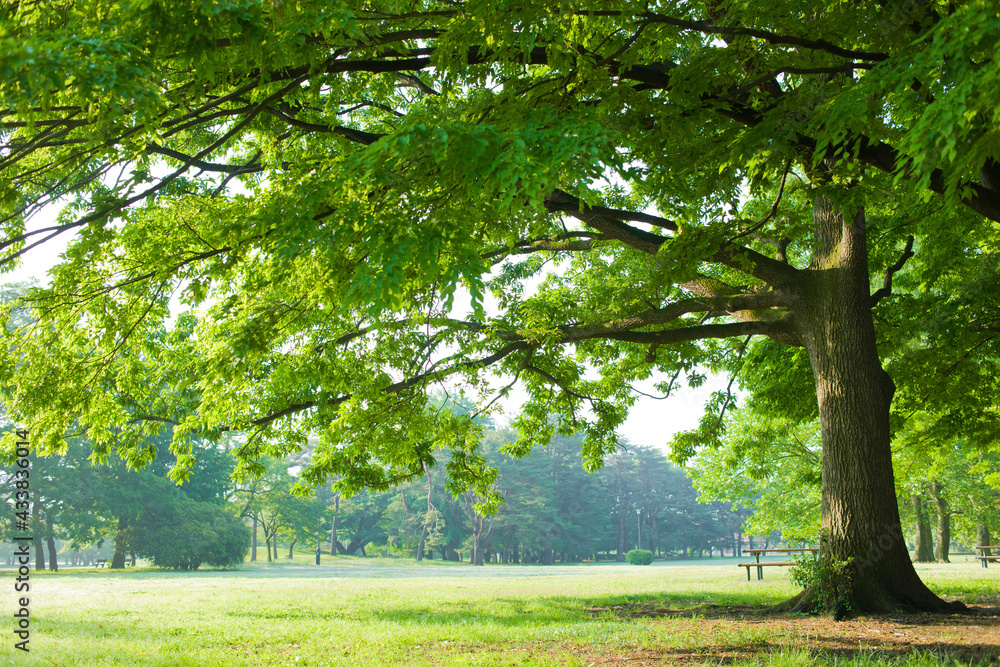 Obraz premium Park Tree