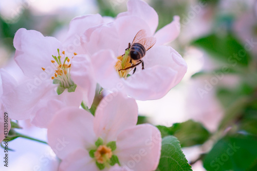 A bee sits on an apple tree flower.