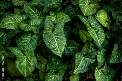 Jewel alocasia leaves on garden photo