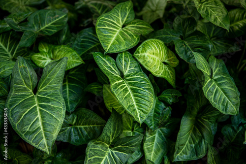 Jewel alocasia leaves on garden photo