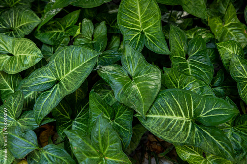 Jewel alocasia leaves on garden