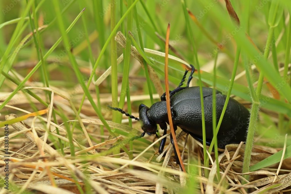 Weiblicher Schwarzblauer Ölkäfer (Meloe proscarabaeus). Weiblicher Schwarzblauer Ölkäfer (Meloe proscarabaeus).