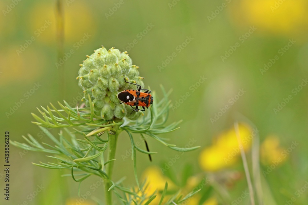 Fototapeta premium Ritterwanze (Lygaeus equestris) auf Samenstand des Frühlings-Adonisröschens (Adonis vernalis).