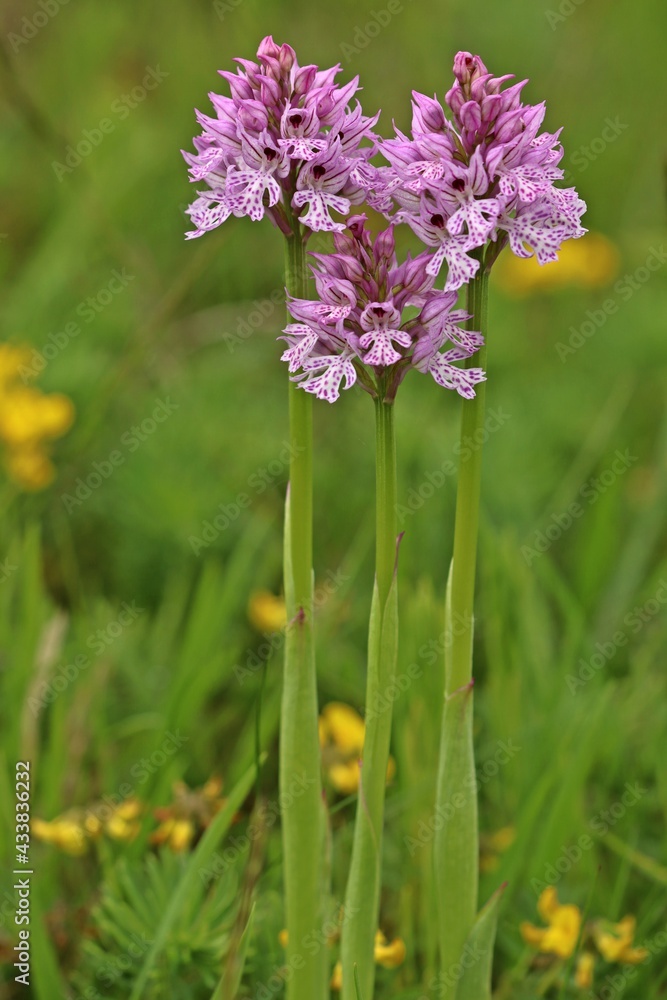 Dreizähniges Knabenkraut (Neotinea tridentata)