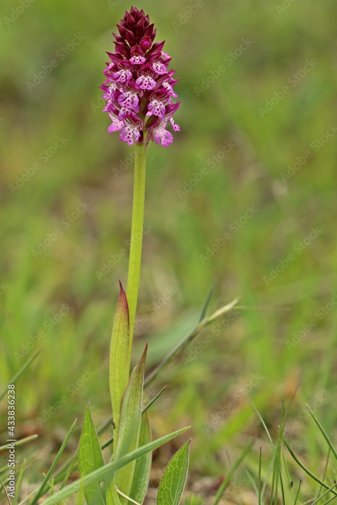 Hybride zwischen Dreizähnigem Knabenkraut und Brandknabenkraut (Neotinea x dietrichiana) Hybride zwischen Dreizähnigem Knabenkraut und Brandknabenkraut (Neotinea x dietrichiana)