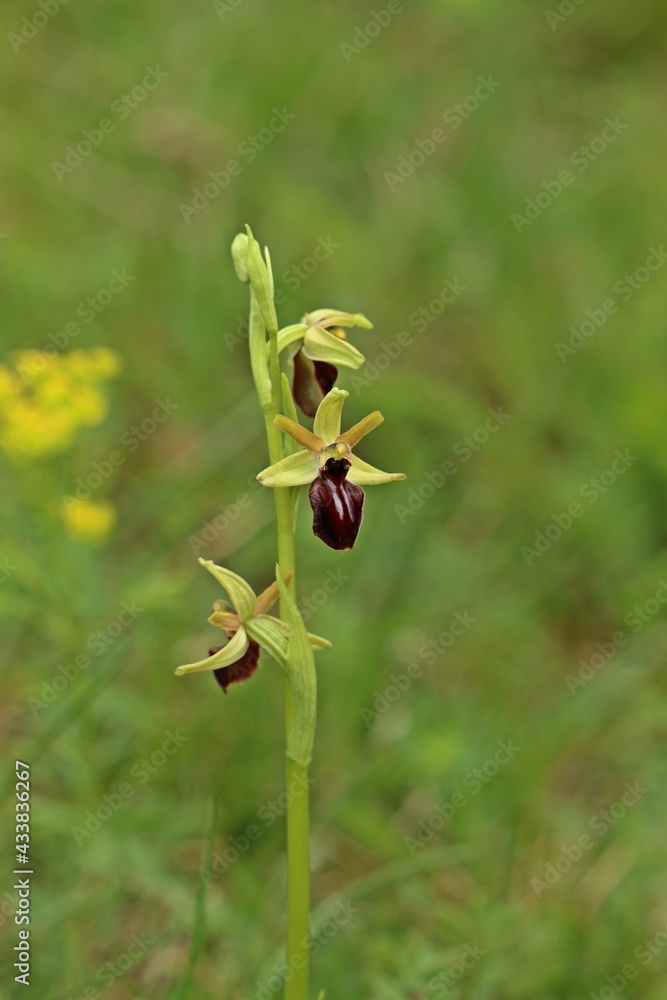 Blühende Spinnen-Ragwurz (Ophrys speghodes ssp. speghodes). Blühende Spinnen-Ragwurz (Ophrys speghodes ssp. speghodes).