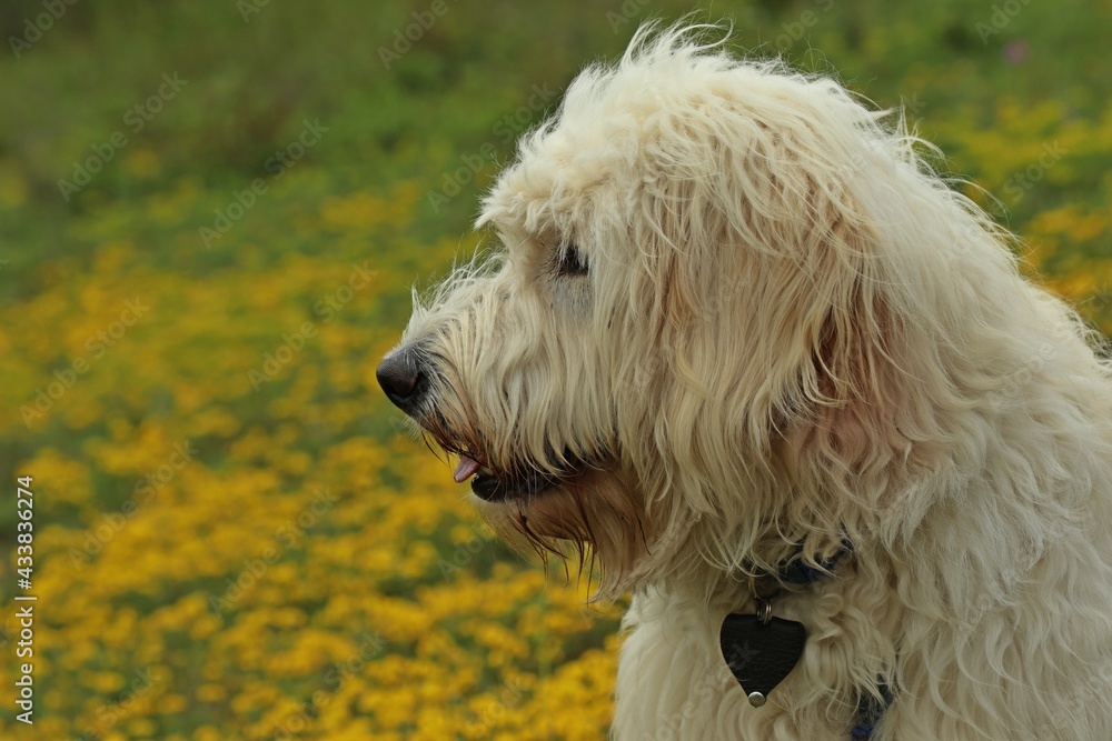 Neun Monate alter Goldendoodle auf Wiese Neun Monate alter Goldendoodle auf Wiese