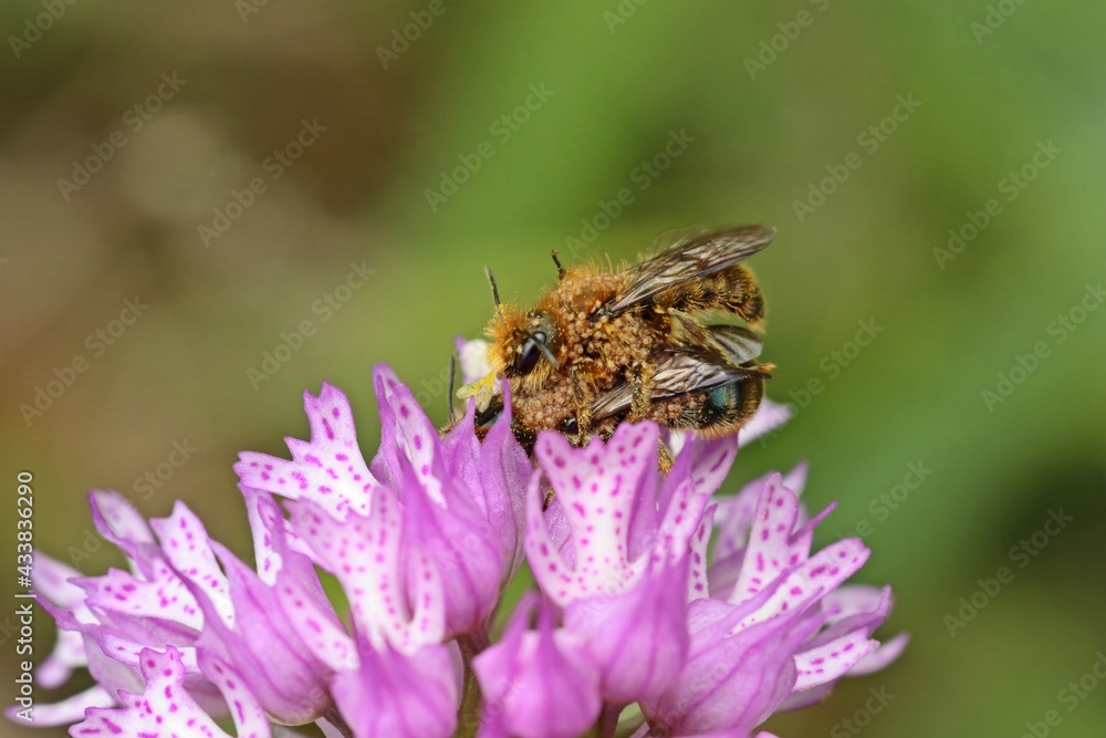 Wildbienen der Gattung Osmia bei der Paarung auf Dreizähnigem Knabenkraut (Neotinea tridentata)
