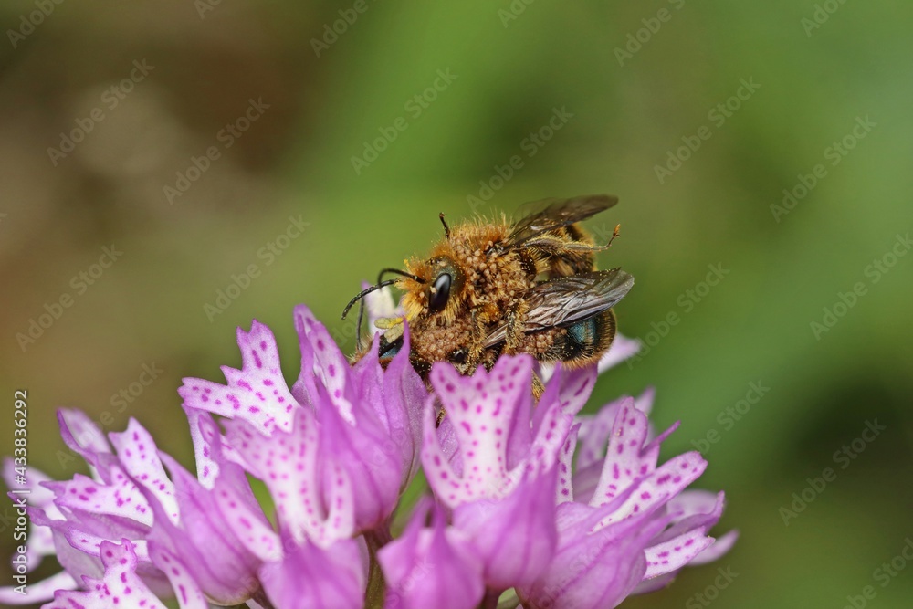 Wildbienen der Gattung Osmia bei der Paarung auf Dreizähnigem Knabenkraut (Neotinea tridentata) Wildbienen der Gattung Osmia bei der Paarung auf Dreizähnigem Knabenkraut (Neotinea tridentata)