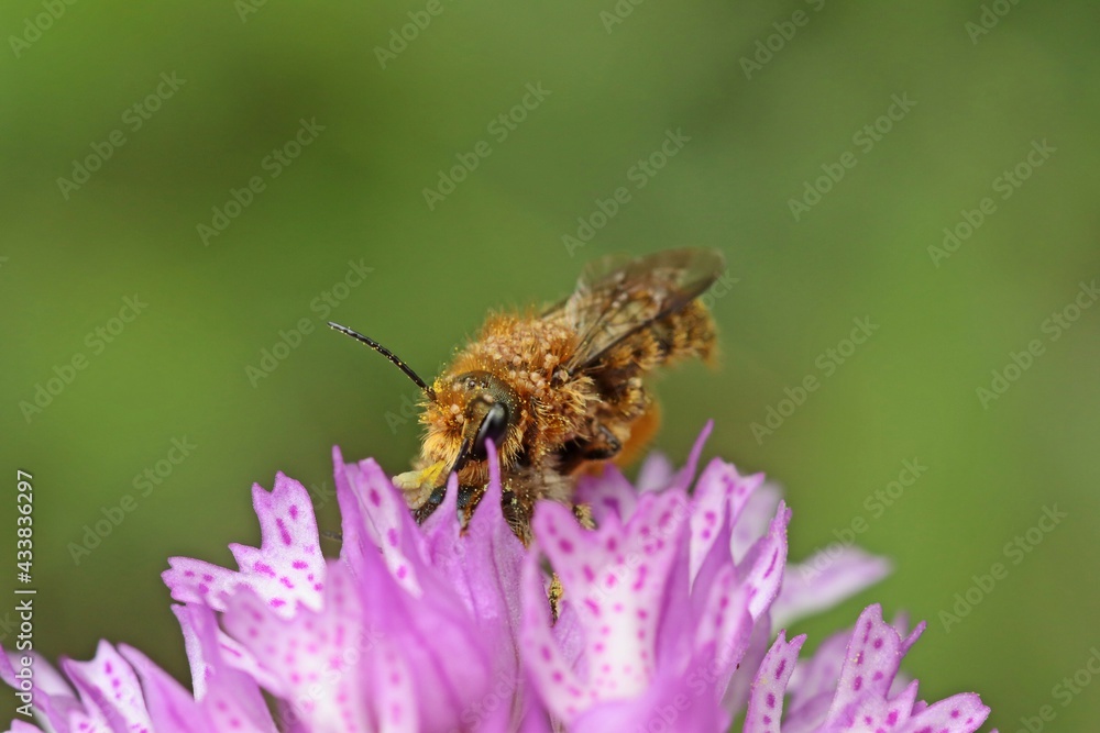 Wildbienen der Gattung Osmia bei der Paarung auf Dreizähnigem Knabenkraut (Neotinea tridentata)