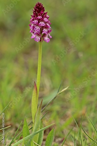 Wallpaper Mural Hybride zwischen Dreizähnigem Knabenkraut und Brandknabenkraut (Neotinea x dietrichiana) Torontodigital.ca