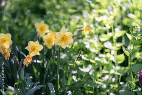 Beautiful Daffodil on a sunny day
