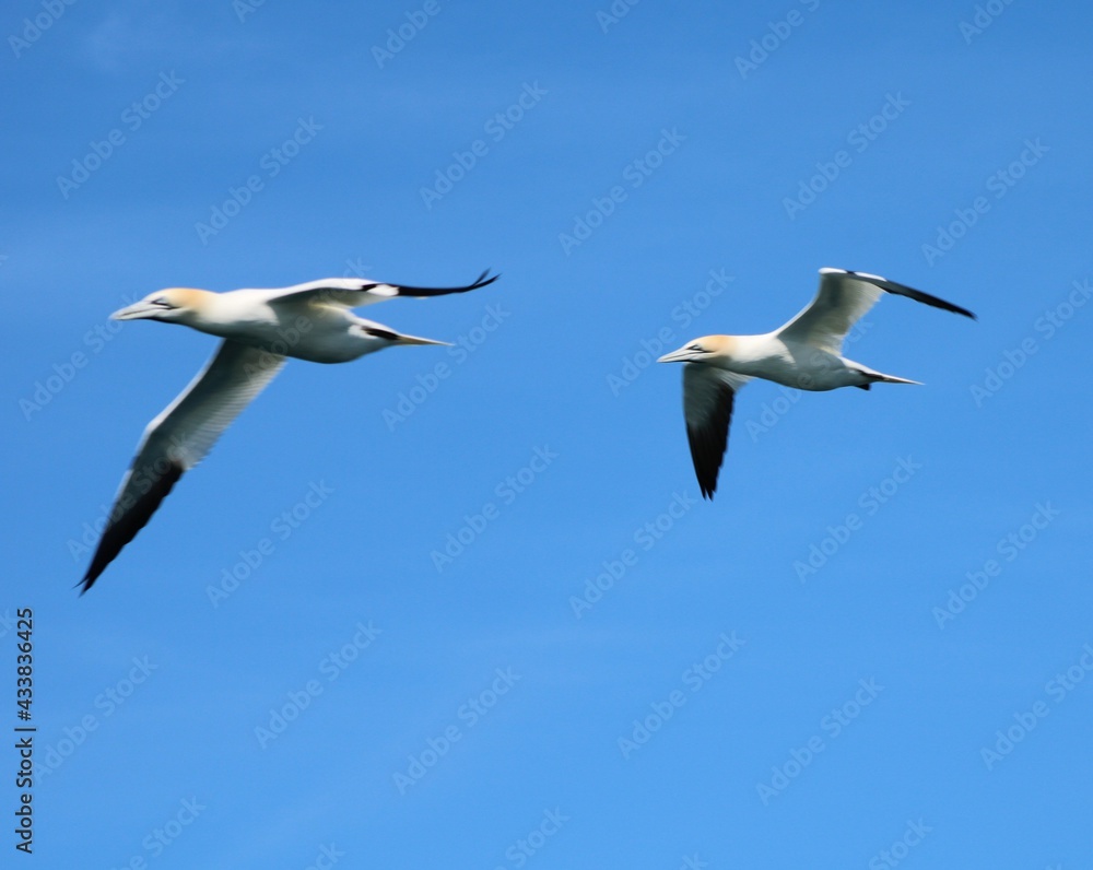 Fototapeta premium Fous de Bassan en Bretagne.