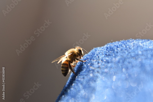 bee