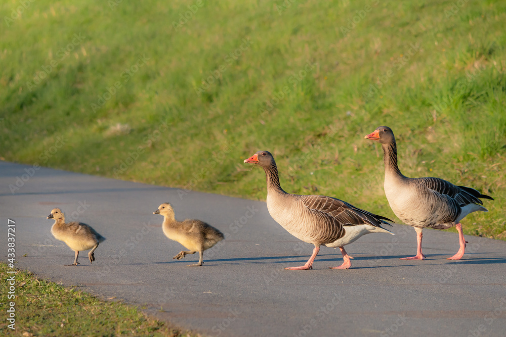 Greylag goose and goslings. Walks on a bicycle path Greylag goose and goslings. Walks on a bicycle path