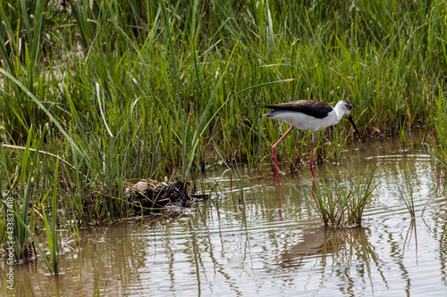 Black winged stilt female cleaning up round her nest. Two eggs are visible