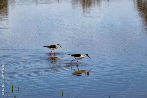 Two black winged stilts foraging at Estany del Matà, Aiguamolls de l'Empordà Natural Park
